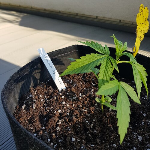 Growreport Bild 3