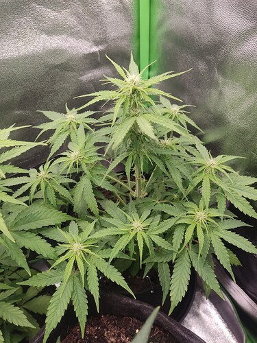 Growreport Bild 3