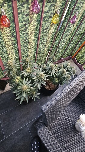 Growreport Bild 9