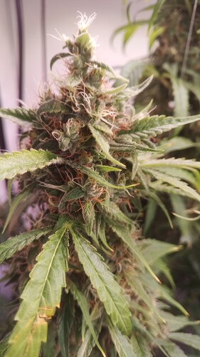 Growreport Bild 4