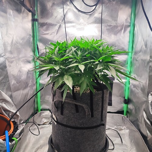 Growreport Bild 1