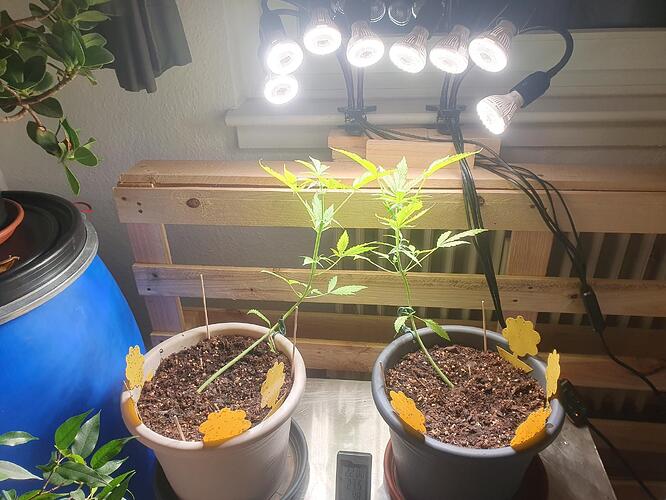 Cana_43 Tage_01_BT10