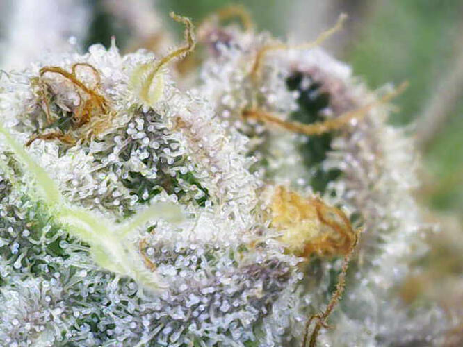 Growreport Bild 23