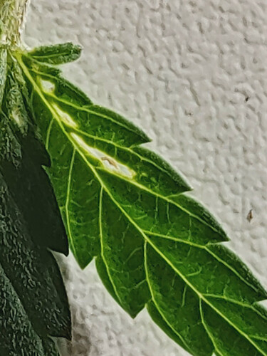 IMG_20241209_170733_hdr