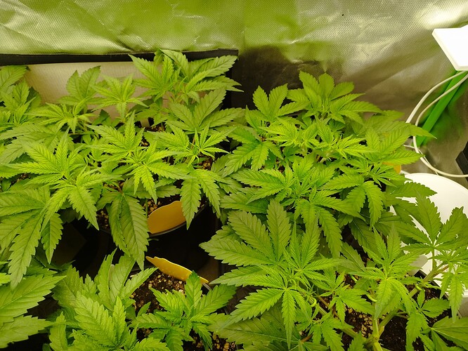 Growreport Bild 4