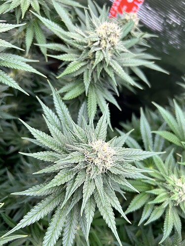 Nahaufnahme von Cannabis-Blütenständen in der Blütephase mit sichtbaren Trichomen.