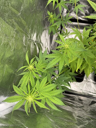 Growreport Bild 6