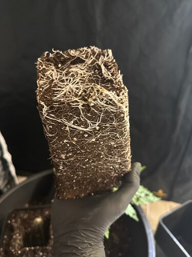 Growreport Bild 13