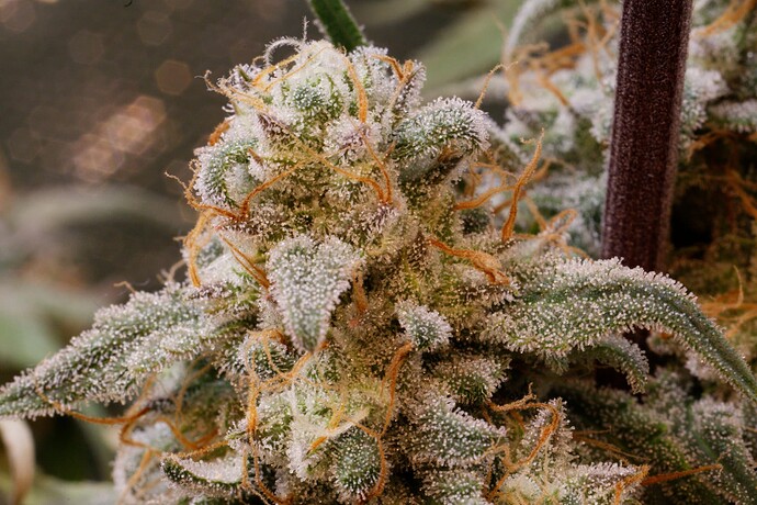 Growreport Bild 2
