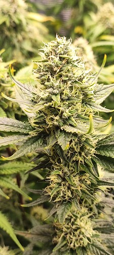 Growreport Bild 47