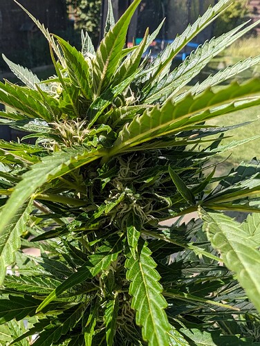 PXL_20240609_083531472