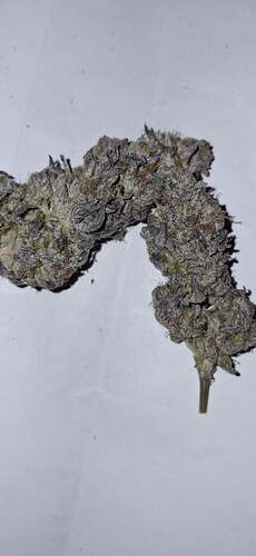 Growreport Bild 57
