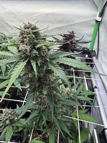Growreport Bild 51