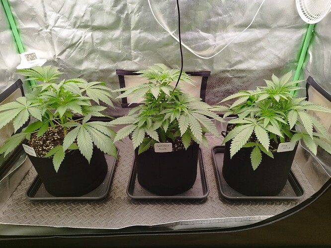 Growreport Bild 5
