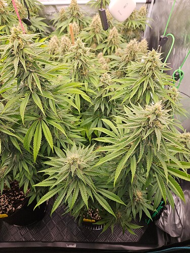 Growreport Bild 13