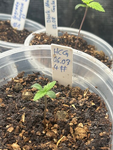 Growreport Bild 37