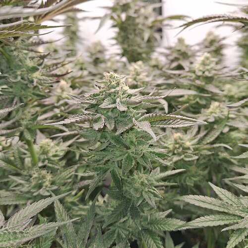 480274844_122168107226293599_4769165006666967495_n