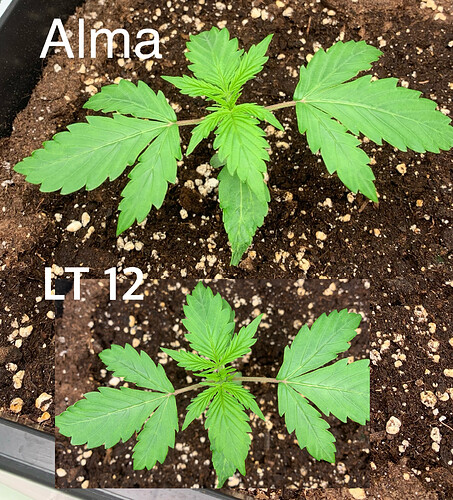 Growreport Bild 1
