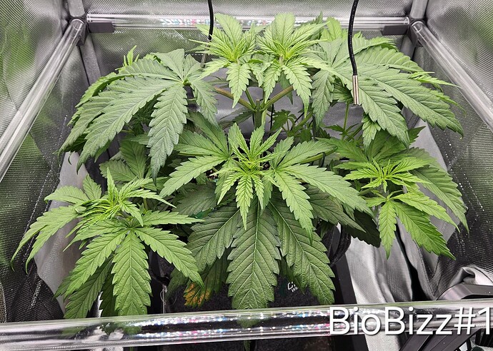 Growreport Bild 10