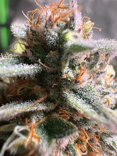 Growreport Bild 7