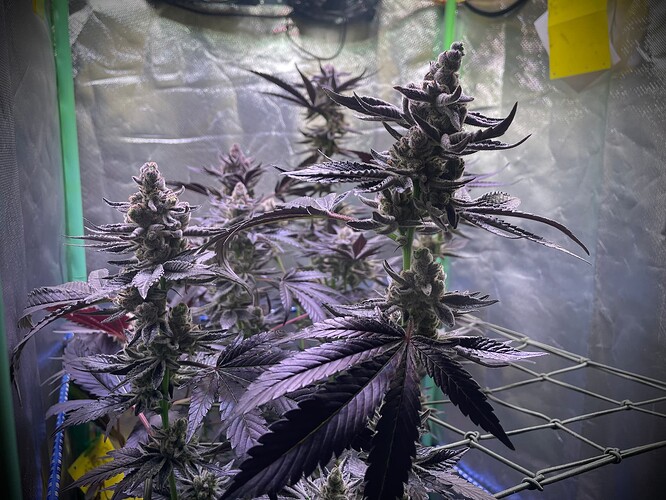 Growreport Bild 5
