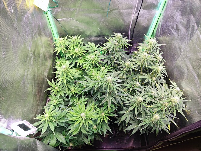 Growreport Bild 5