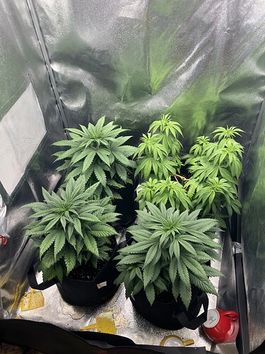 Growreport Bild 3