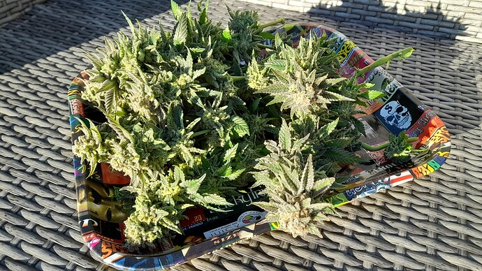 Growreport Bild 6