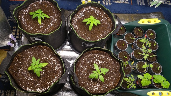 Growreport Bild 22