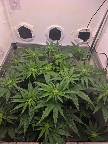 Growreport Bild 4