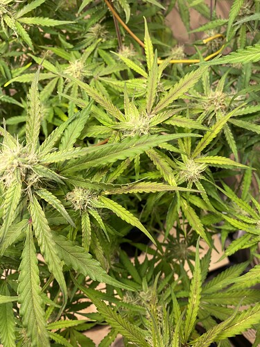 Growreport Bild 17