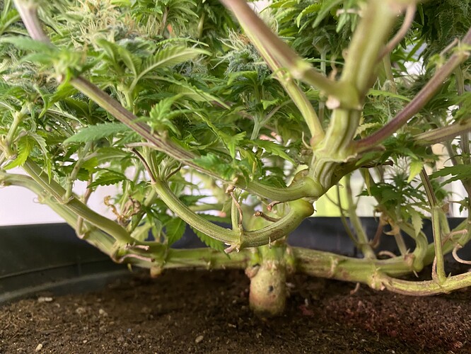 Growreport Bild 31