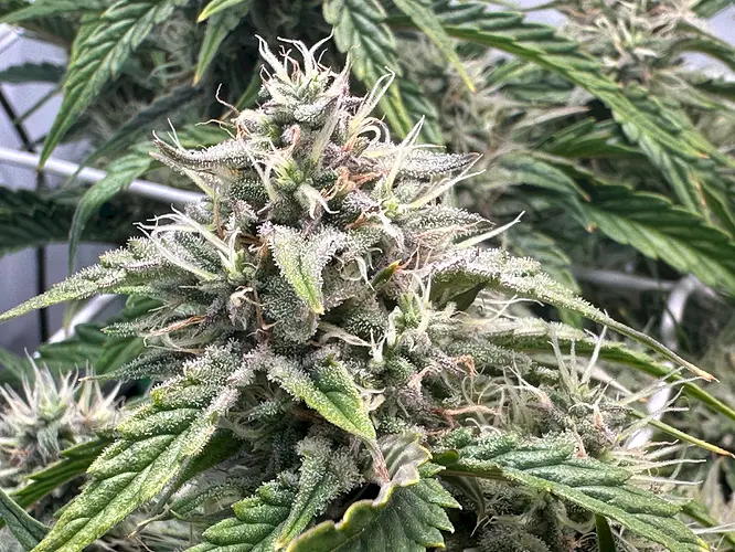 Growreport Bild 12