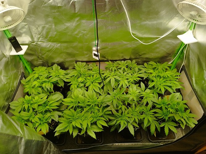Growreport Bild 8
