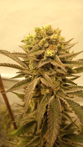 Growreport Bild 40