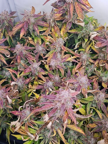 MVIMG_20251202_164246