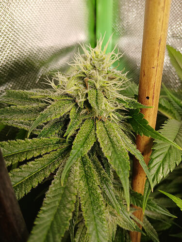 Growreport Bild 18