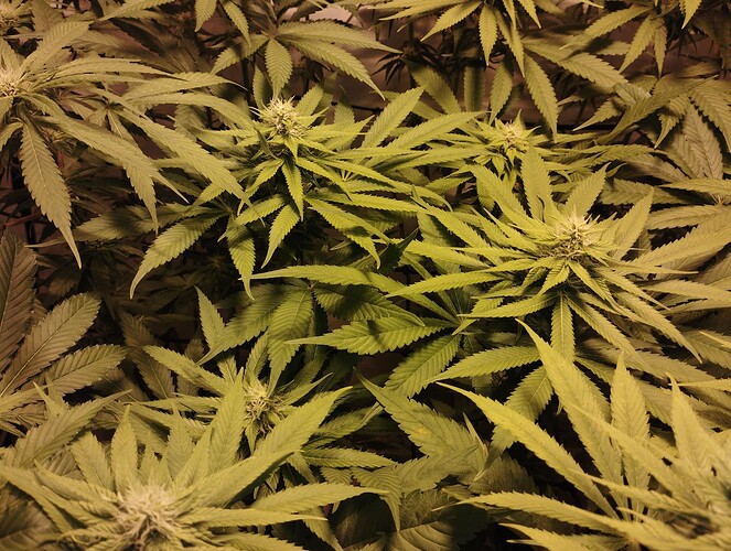 Growreport Bild 8
