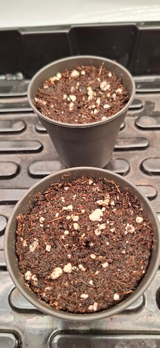 Growreport Bild 5