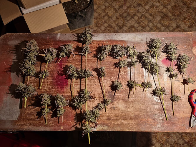 Mehrere Zweige mit Cannabis-Buds liegen auf einem Holztisch, daneben eine Schere.