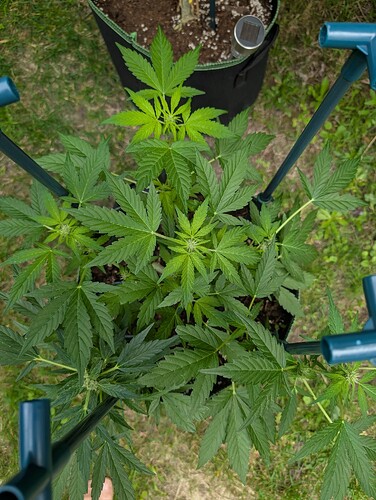 Growreport Bild 8