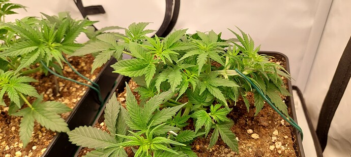 Growreport Bild 10