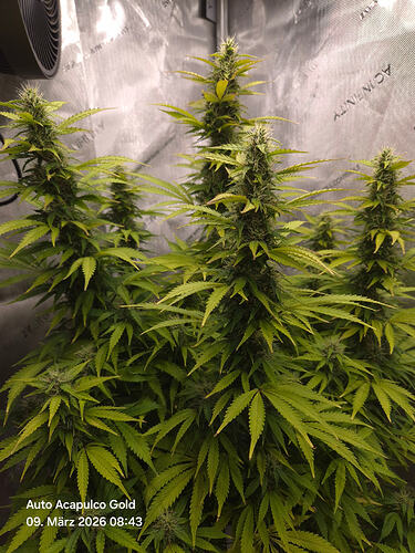 Zwei blühende Cannabis-Pflanzen in einem Growzelt, bezeichnet als Maja und Alma.