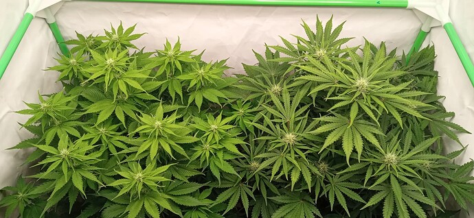 Growreport Bild 3