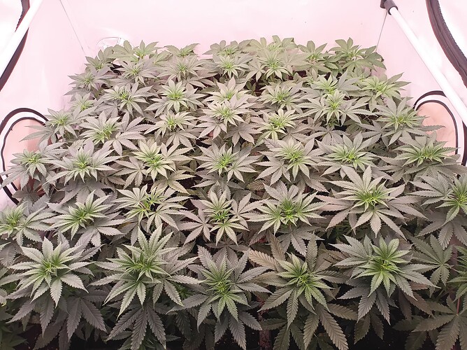 Growreport Bild 4