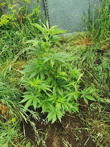 Growreport Bild 3