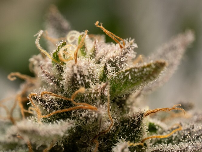 Growreport Bild 4