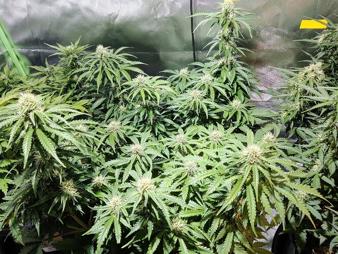 Growreport Bild 9