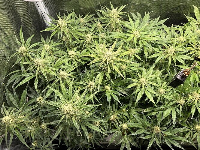 Growreport Bild 2