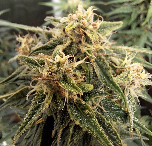 Growreport Bild 20
